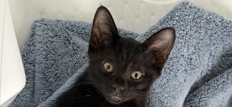 Raven - Domestic Short Hair