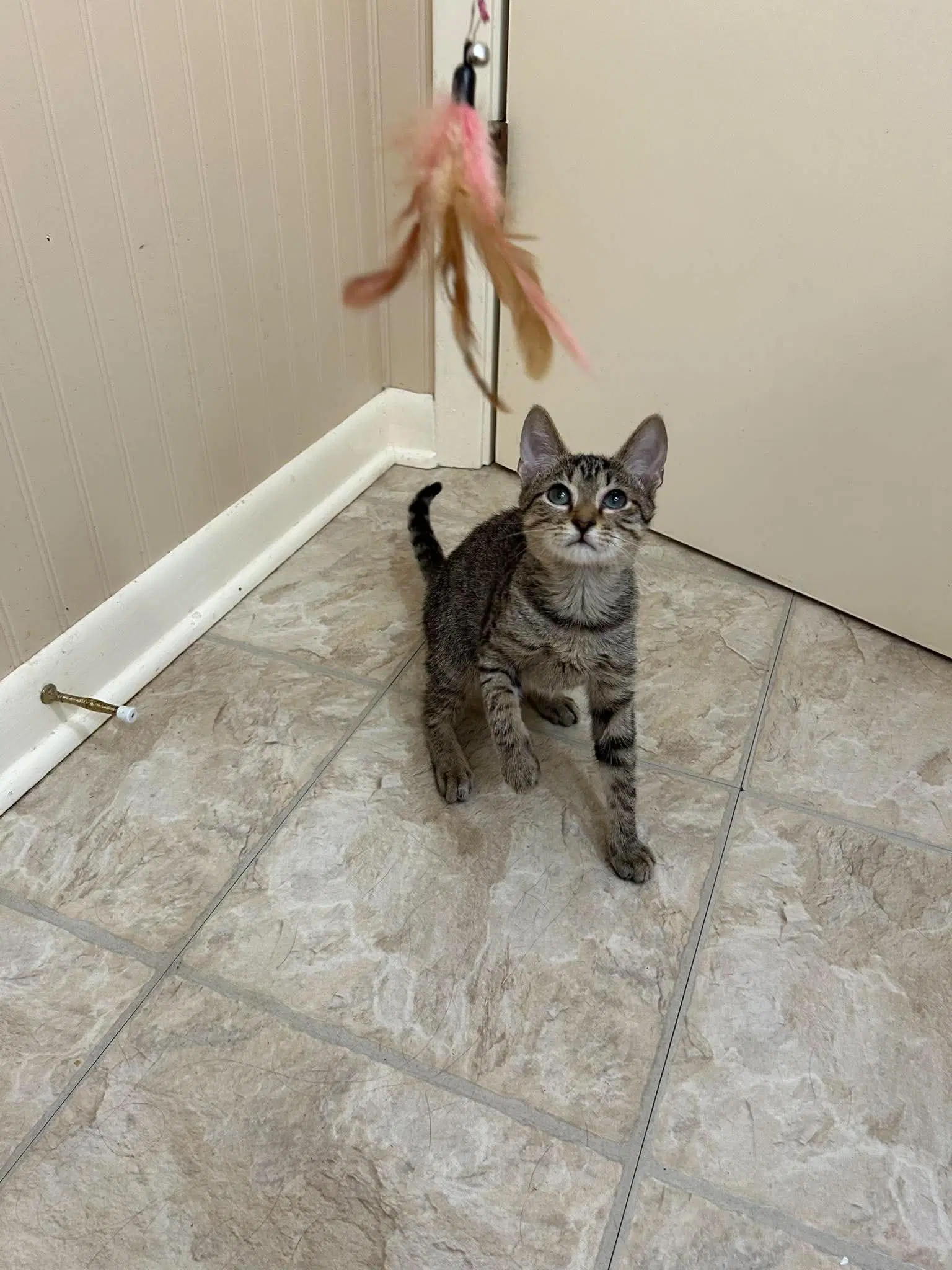 Koda image 3