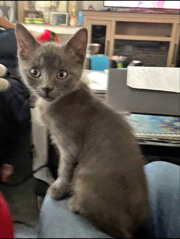 Concrete, Domestic Medium Hair