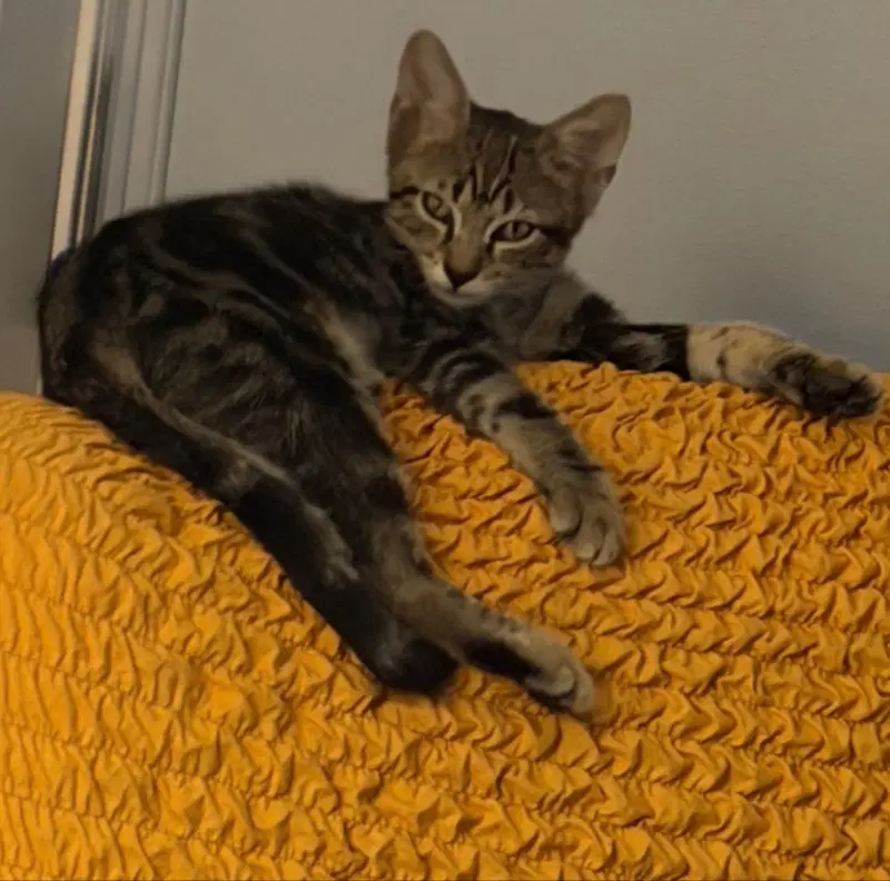 Olive Grace - Domestic Short Hair