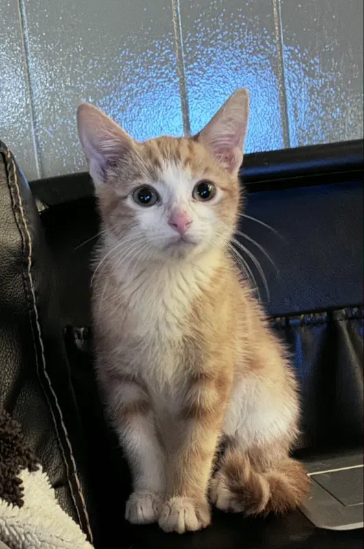 Axel - Tabby