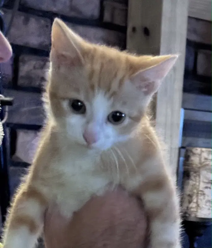 Axel image 2