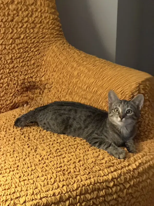 Olivia Jane - Domestic Short Hair