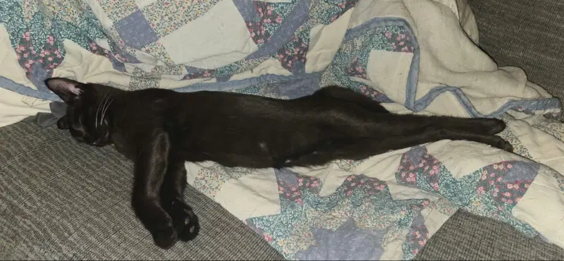 Lubu - Domestic Short Hair