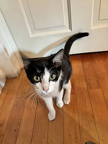 Felix D Cat - Domestic Short Hair