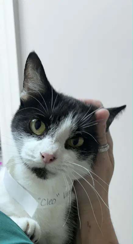 Cleopatra - Domestic Short Hair