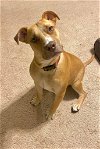 adoptable Dog in , SC named Tyson - cat friendly!