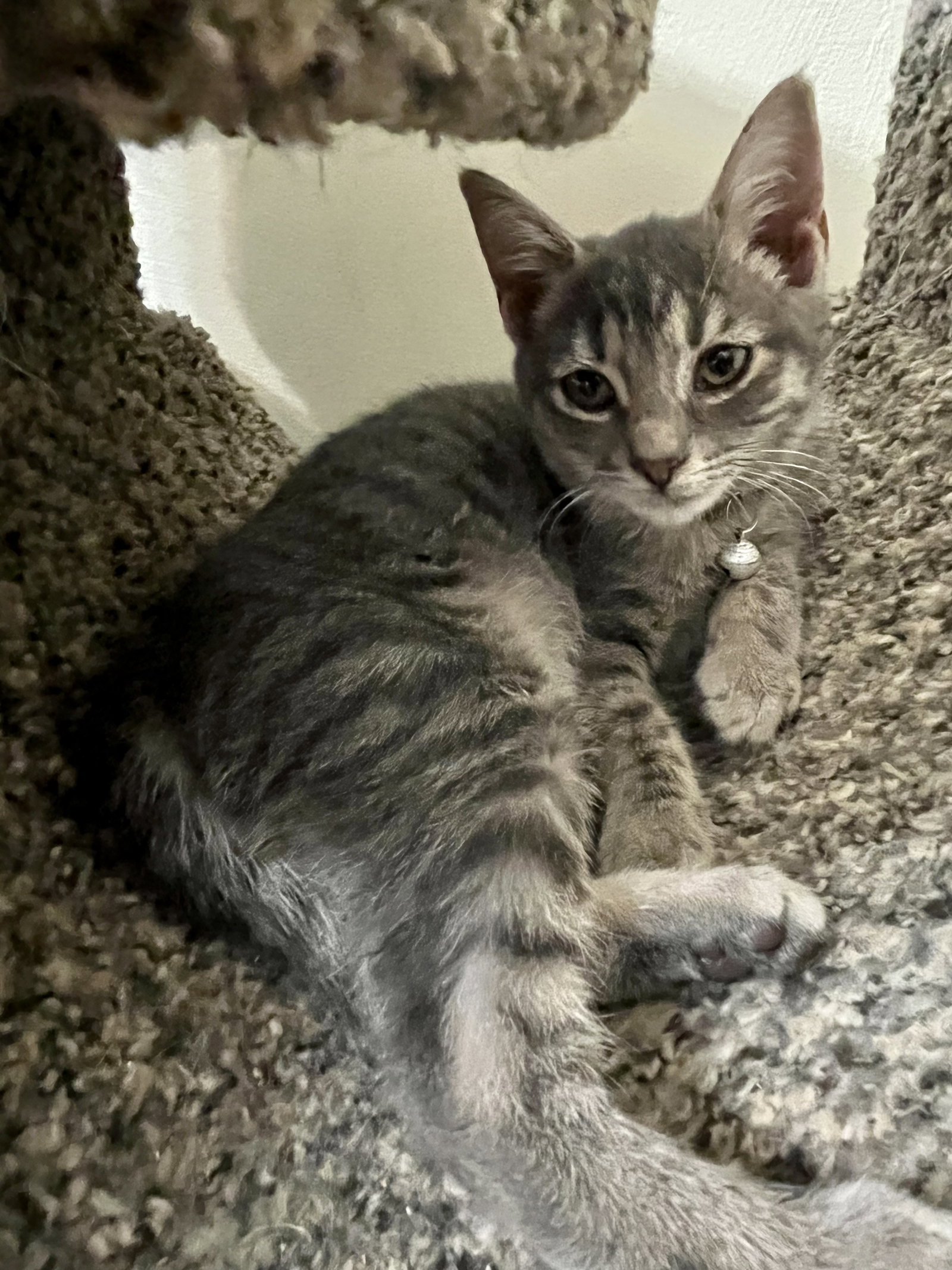 Cats for Adoption in Orangeburg, South Carolina Alpha Paw