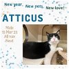adoptable Cat in  named Atticus