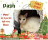 adoptable Cat in sumter, SC named Dash