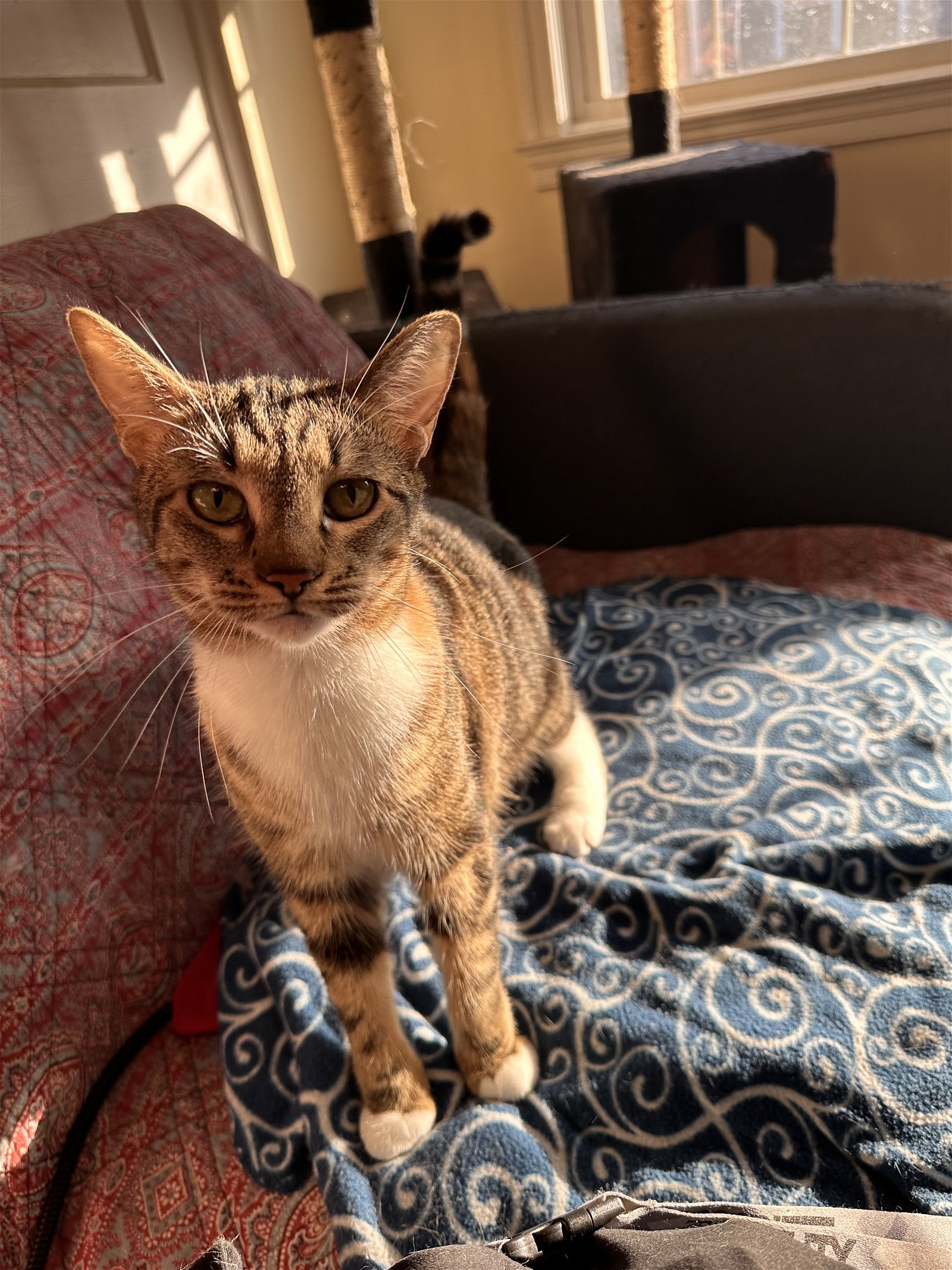 adoptable Cat in Sumter, SC named Pearl FeLV+