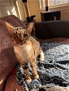 adoptable Cat in , SC named Pearl FeLV+