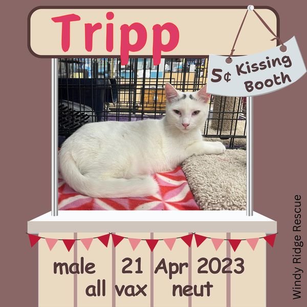 adoptable Cat in Sumter, SC named Tripp