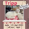 adoptable Cat in  named Tripp