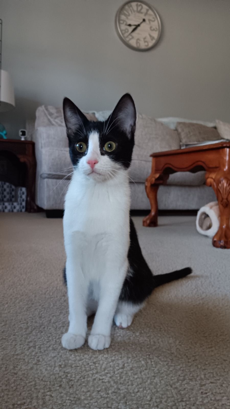 adoptable Cat in Sumter, SC named Brie