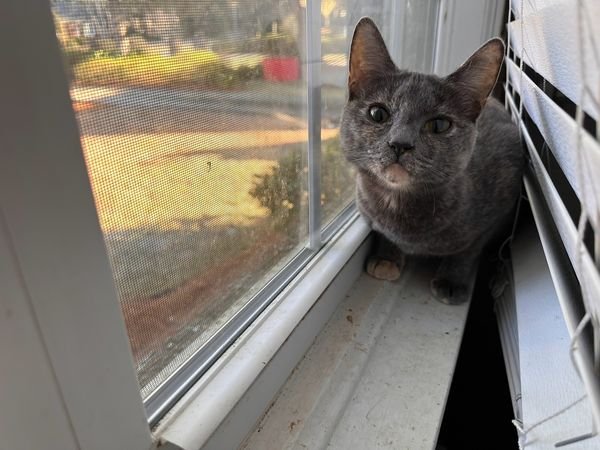 adoptable Cat in Sumter, SC named Smoke