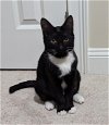 adoptable Cat in sumter, sc, SC named Lucille