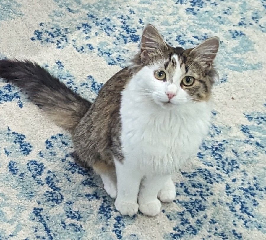 adoptable Cat in Sumter, SC named Misty-FIV+