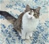 adoptable Cat in , SC named Misty-FIV+