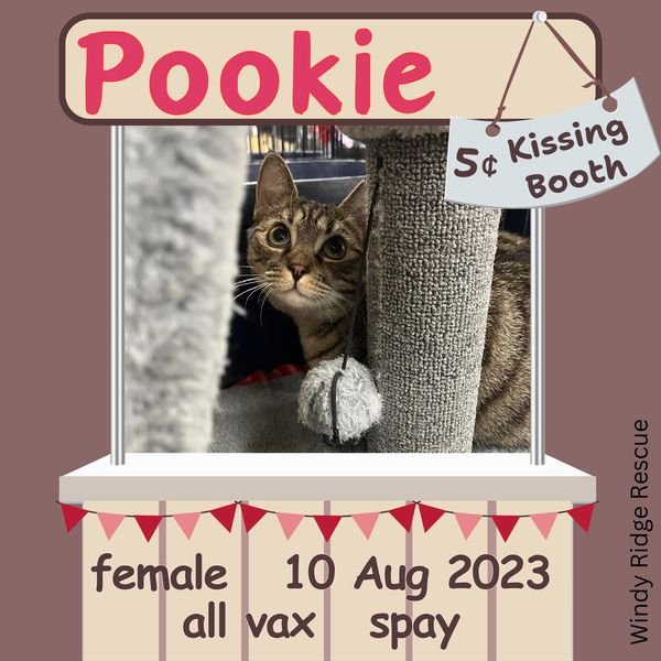 adoptable Cat in Sumter, SC named Pookie