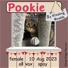 adoptable Cat in sumter, sc, SC named Pookie
