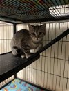 adoptable Cat in sumter, SC named Freesia