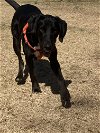 adoptable Dog in washington, dc, DC named Benji