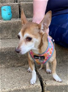 adoptable Dog in washington, DC named Daisy