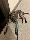 adoptable Dog in washington, DC named Giblet