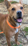 adoptable Dog in , DC named Mary