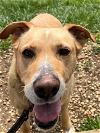 adoptable Dog in washington, DC named Roxy