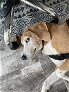 adoptable Dog in , DC named McJingles