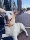 adoptable Dog in , DC named Harper
