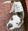 adoptable Dog in , DC named Gabby
