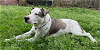 adoptable Dog in washington, DC named Gabby