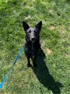 adoptable Dog in washington, DC named Amore