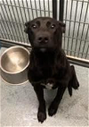 adoptable Dog in washington, DC named Blade