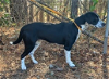 adoptable Dog in washington, DC named Wren