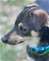 adoptable Dog in washington, DC named Alfie