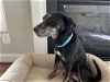 adoptable Dog in washington, DC named Jessie