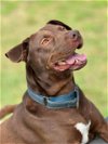 adoptable Dog in williston, FL named Xander
