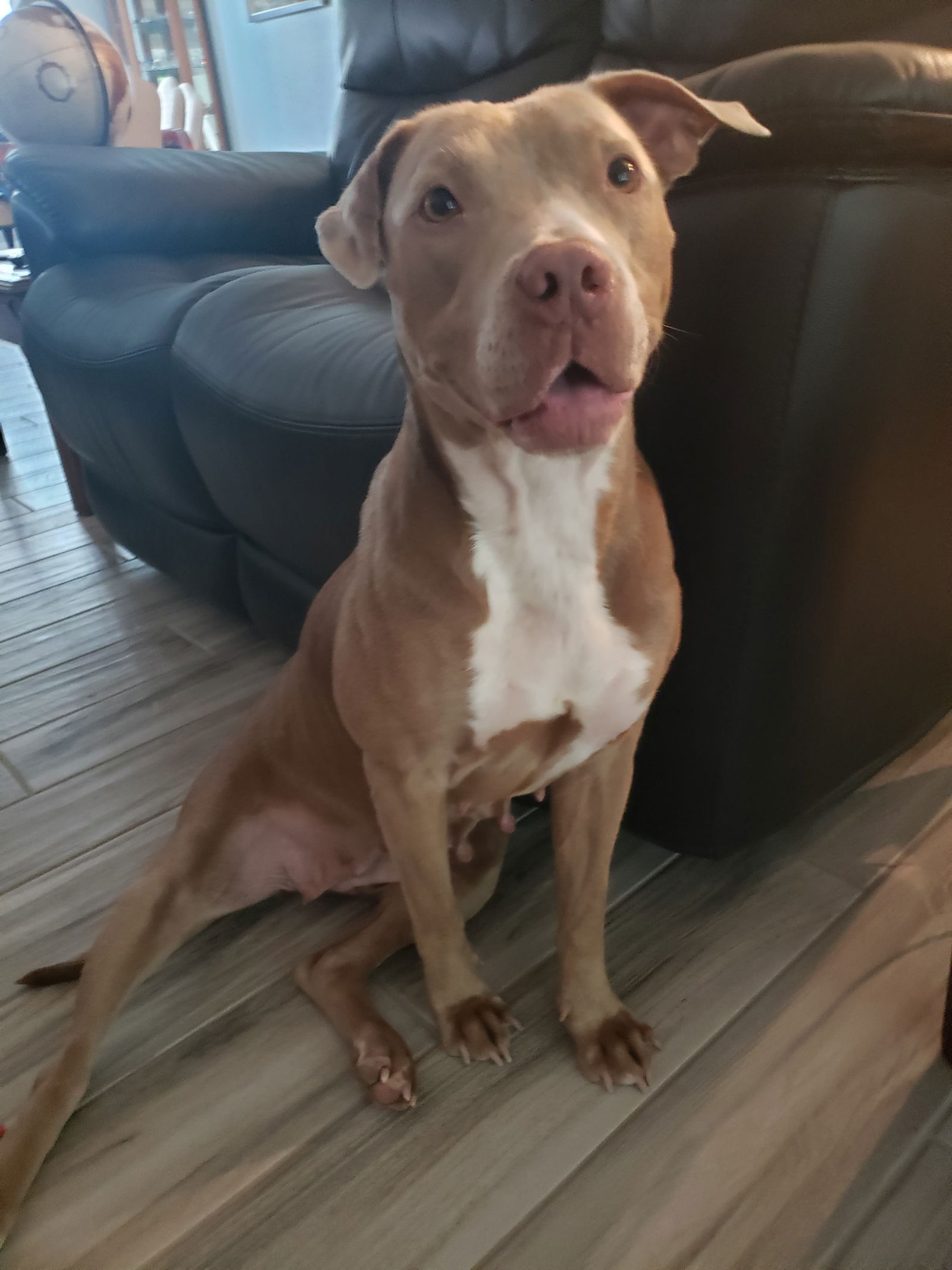 Dog for Adoption - Sugar, a American Bulldog in Kissimmee, FL | Alpha Paw