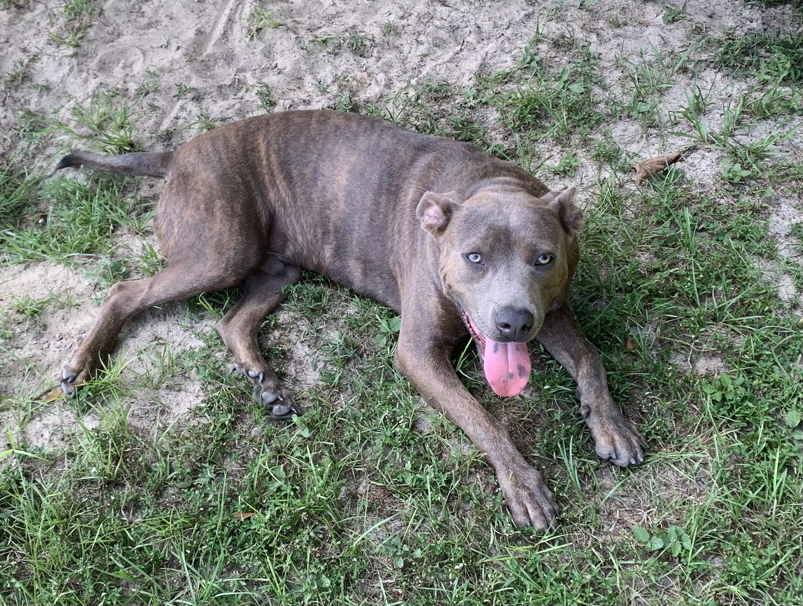 Dog for Adoption Cubby, a American Bulldog in Ocala, FL Alpha Paw