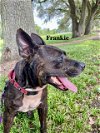 adoptable Dog in  named Frankie