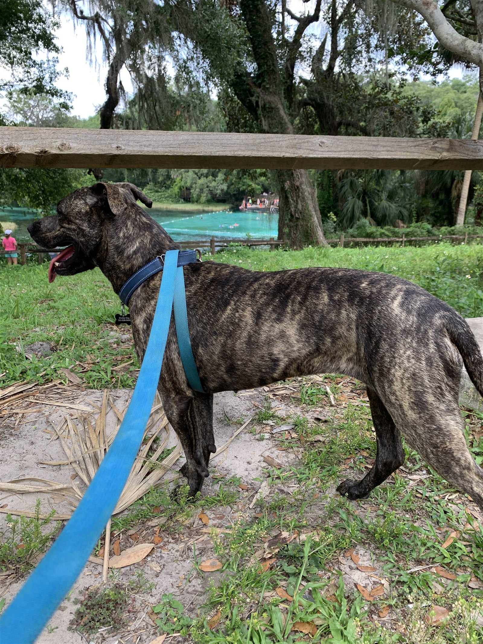adoptable Dog in Williston, FL named Whiskey