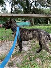 adoptable Dog in williston, FL named Whiskey