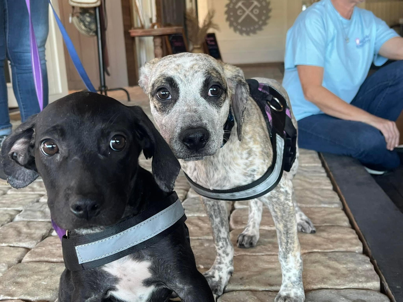 Dog for Adoption - Cosmo, a Hound in Union County, FL | Alpha Paw