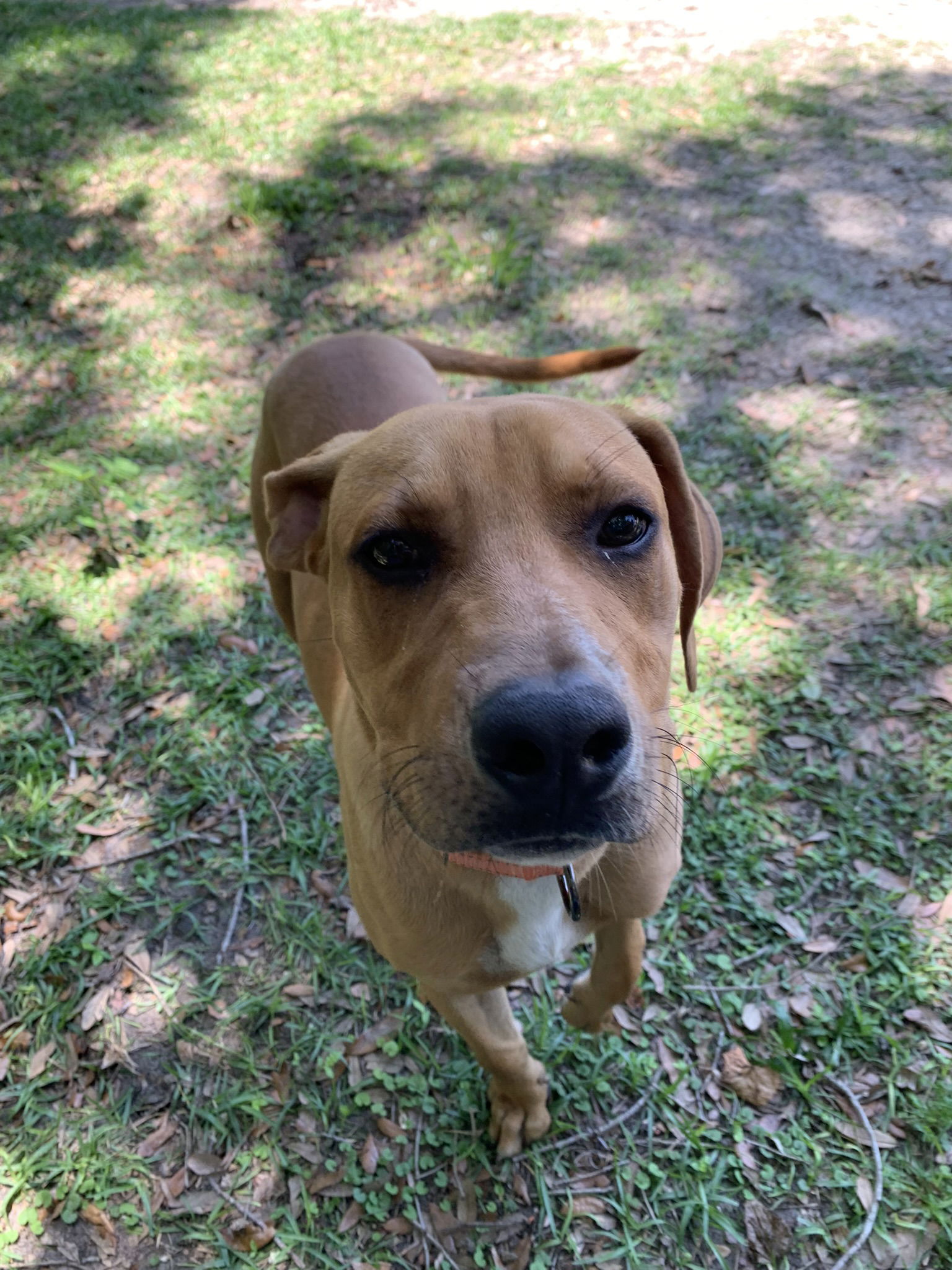 Dog for Adoption - Mater, a Labrador Retriever in Gilchrist County, FL ...