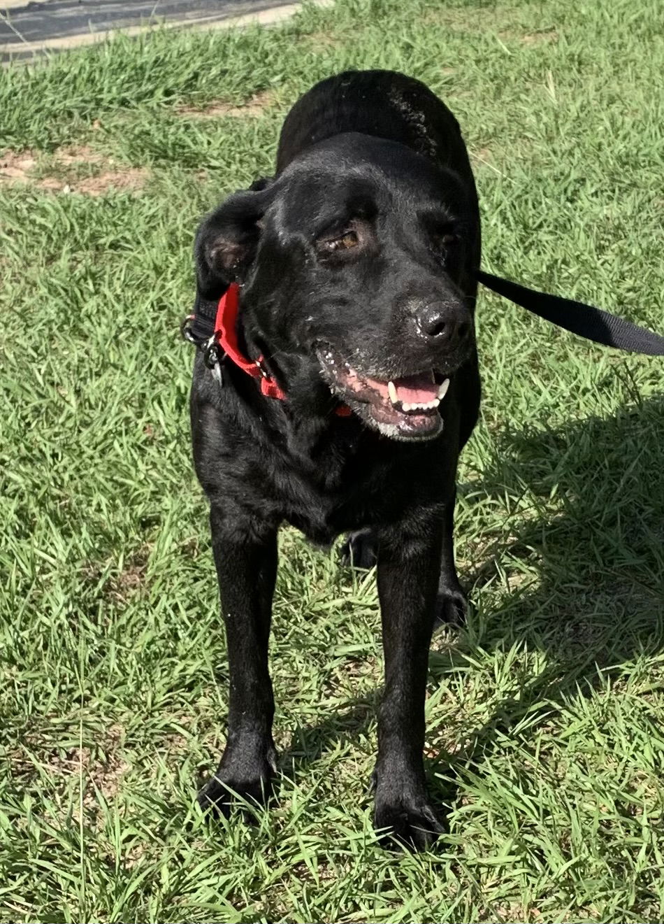 Dog for Adoption - Clementine, a Black Labrador Retriever in Lake ...