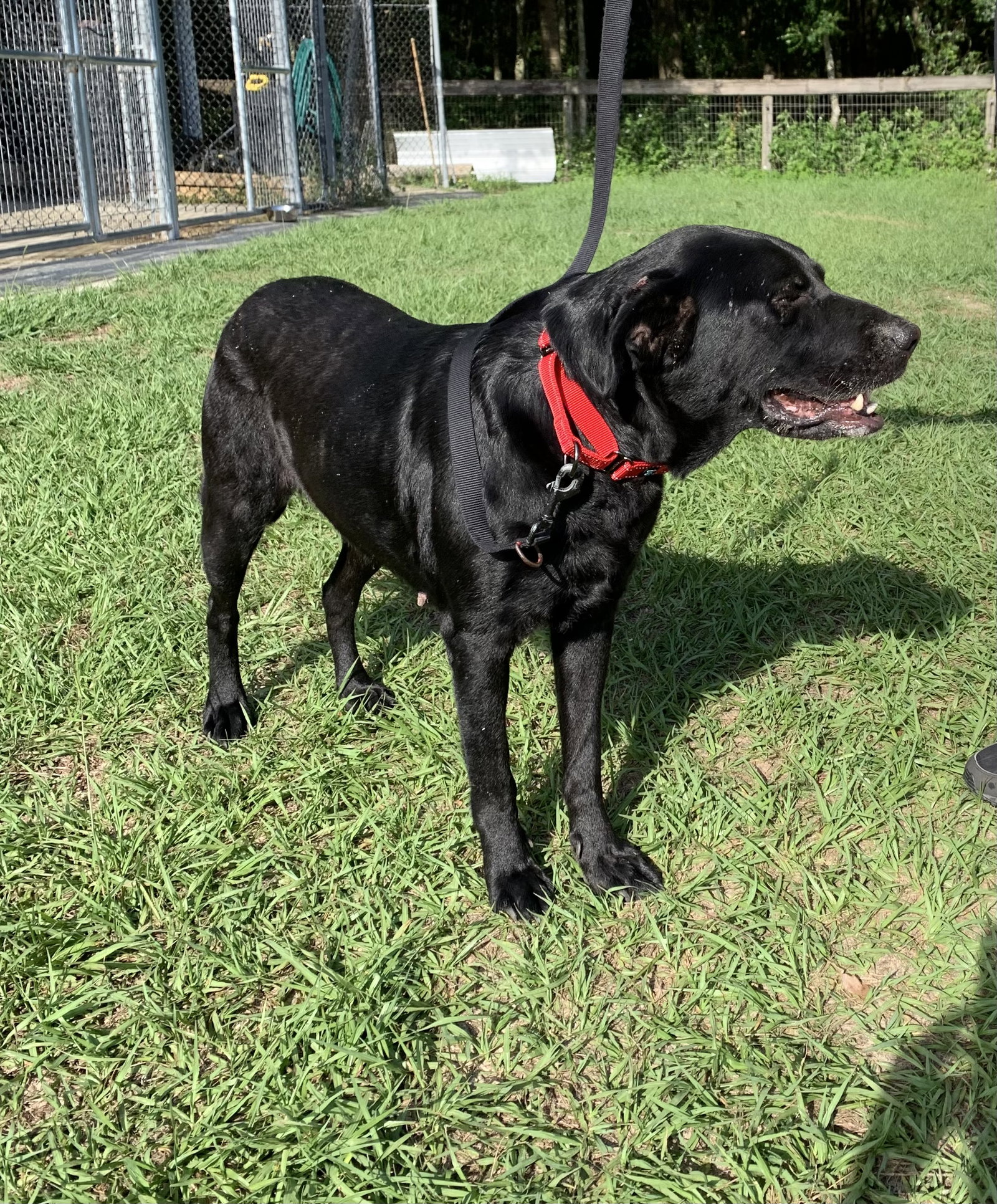 Dog for Adoption Clementine, a Black Labrador Retriever in High